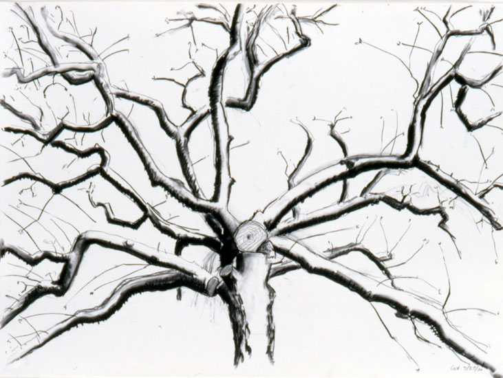 3-27-2000 Orchard Split, 24" x 30"charcoal on paper 