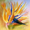 Birds of Paradise #9, 20" x 20" oil on canvas, 1986, corporate collection